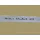 Logo - Escola Calasans Neto