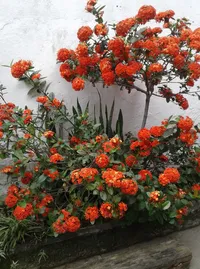 Jardim Escola Juntando Letras - Imagem 3