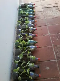 Centro De Educação Infantil Arca De Noé - Imagem 1