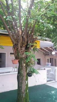 Cei Três Rosas - Imagem 1