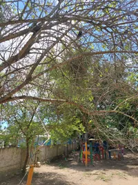Colégio Santo Antônio Floripa - Imagem 3