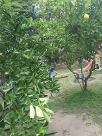 Escola Semear - Imagem 3