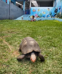 Pueri Vitae Escola De Educacao Infantil - Imagem 1