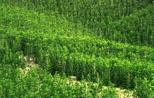 Engenheiro florestal